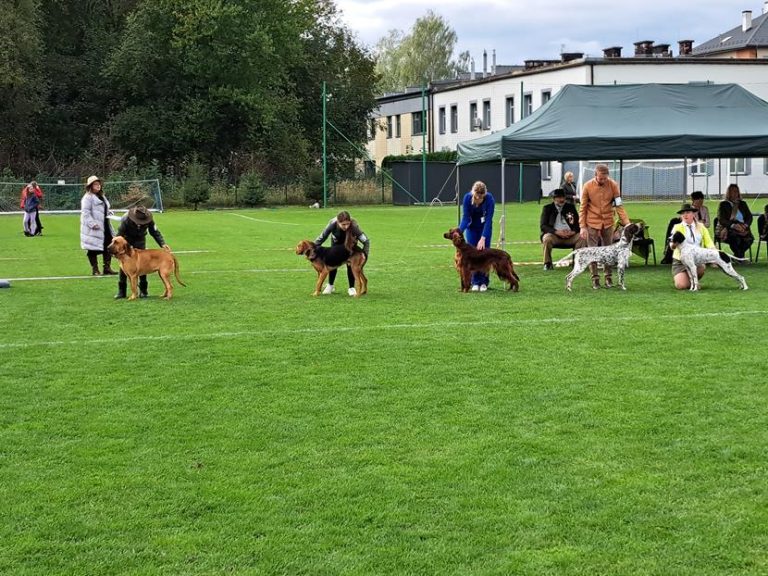 Pies naszego Kolegi dwukrotnie najlepszym psem danej rasy.  - 