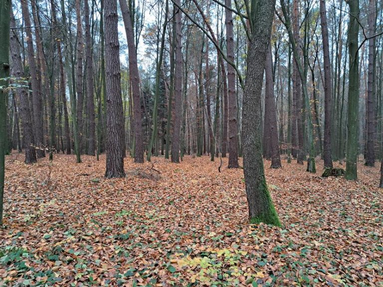 Czas rozpocząć nowy sezon polowań zbiorowych.  - 