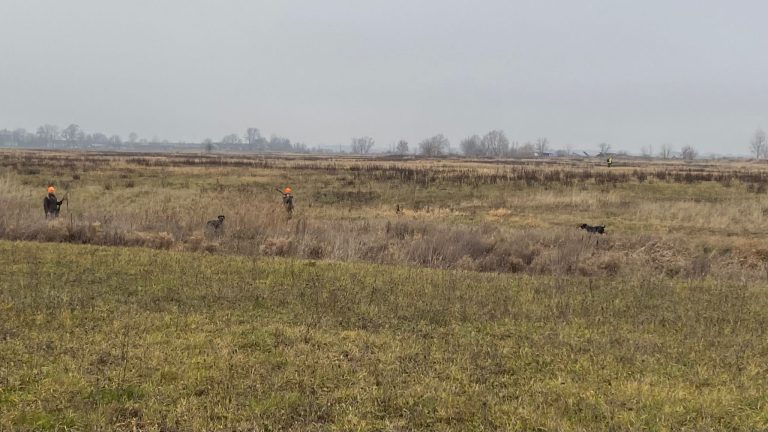 Polowanie zbiorowe na bażanty.  - 